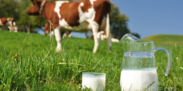 Foto Kegiatan Technologi Filtrasi dan Produksi Susu